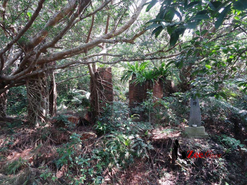 The forest took over