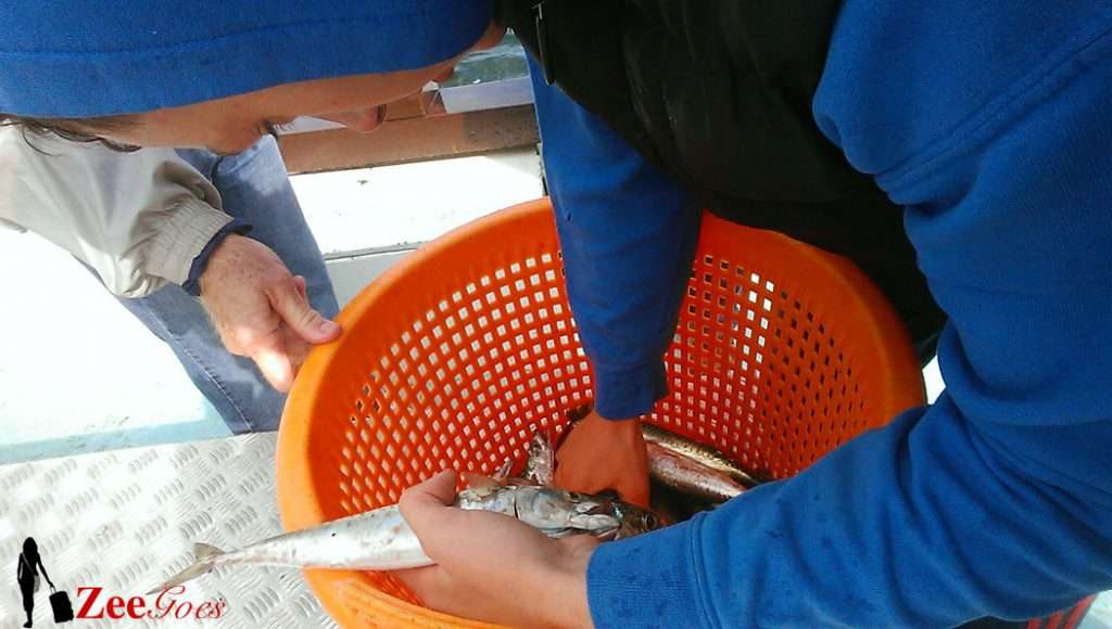 The Dingle Experience 15 Someone caught another fish