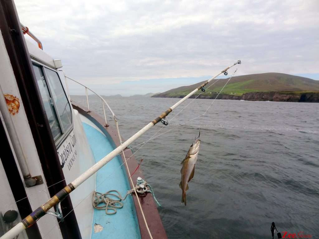 The Dingle Experience 10 Someone else caught this while fishing next to me. My luck sha.