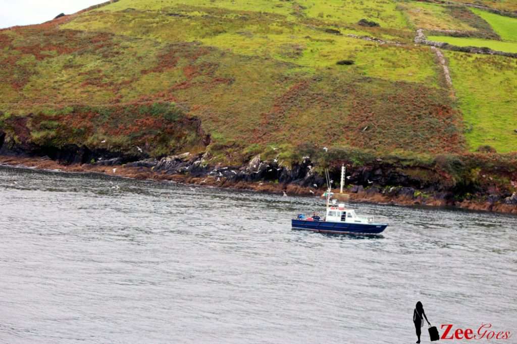 The Dingle Experience 9 Birdsnsail