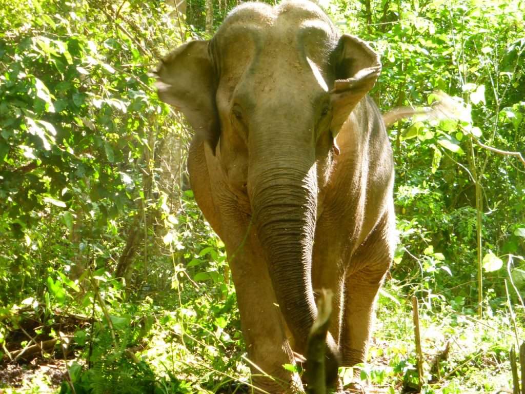 Want To Visit Thailand This Year? Here Are 20 Things To Do In Thailand 19 Want to visit thailand this year? Here are 20 things to do in thailand