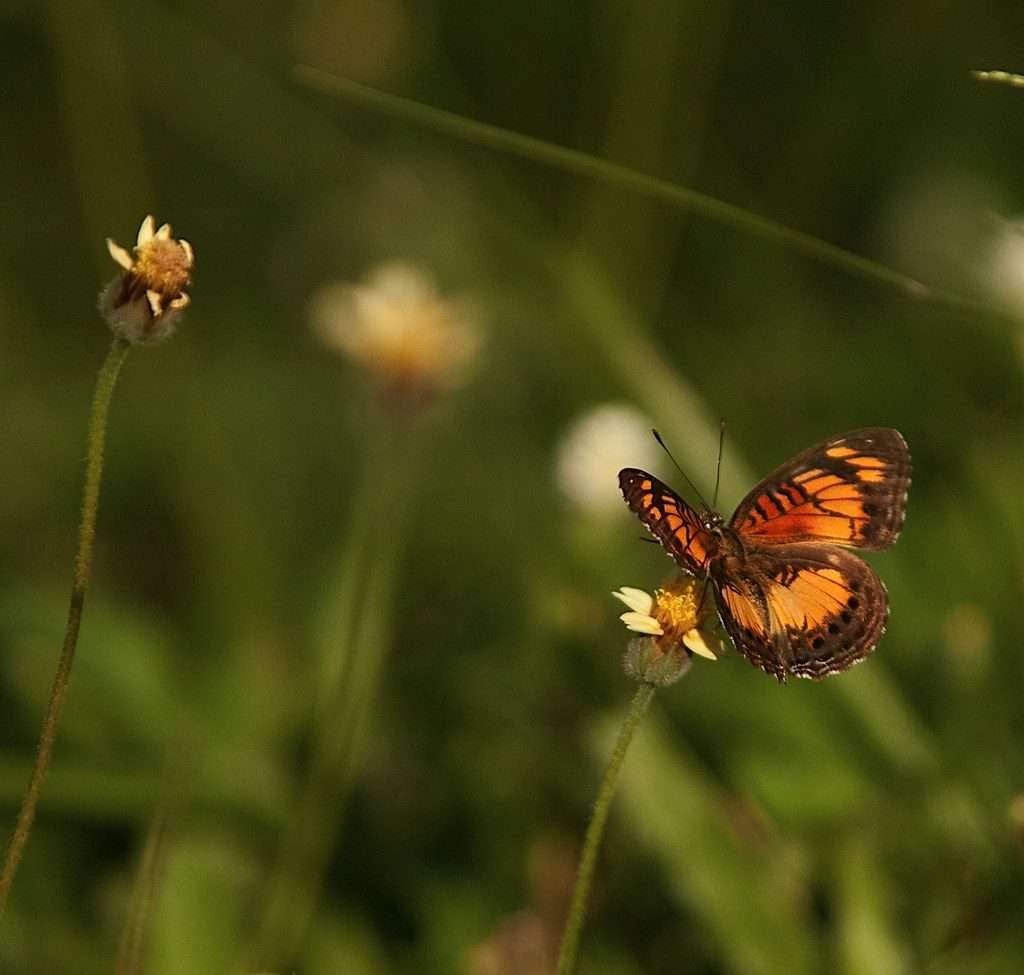 The Hidden Gem Called Institute Of Tropical Agriculture(Iita) 6 Institute of tropical agriculture iita