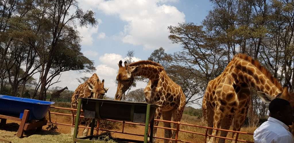 How to get a transit visa for kenya in nairobi as a nigerian