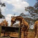 How to get a transit visa for kenya in nairobi as a nigerian