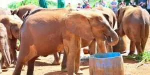 Things to do in nairobi layover