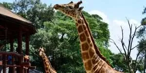 Things to do in nairobi during a long layover