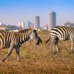 Things to do in nairobi during a long layover
