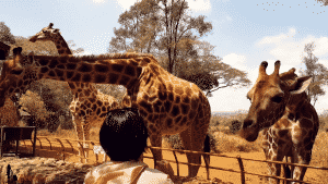 Visa Process To Kenya As A Nigerian Passport Holder 1 Visa process to kenya as a nigerian passport holder