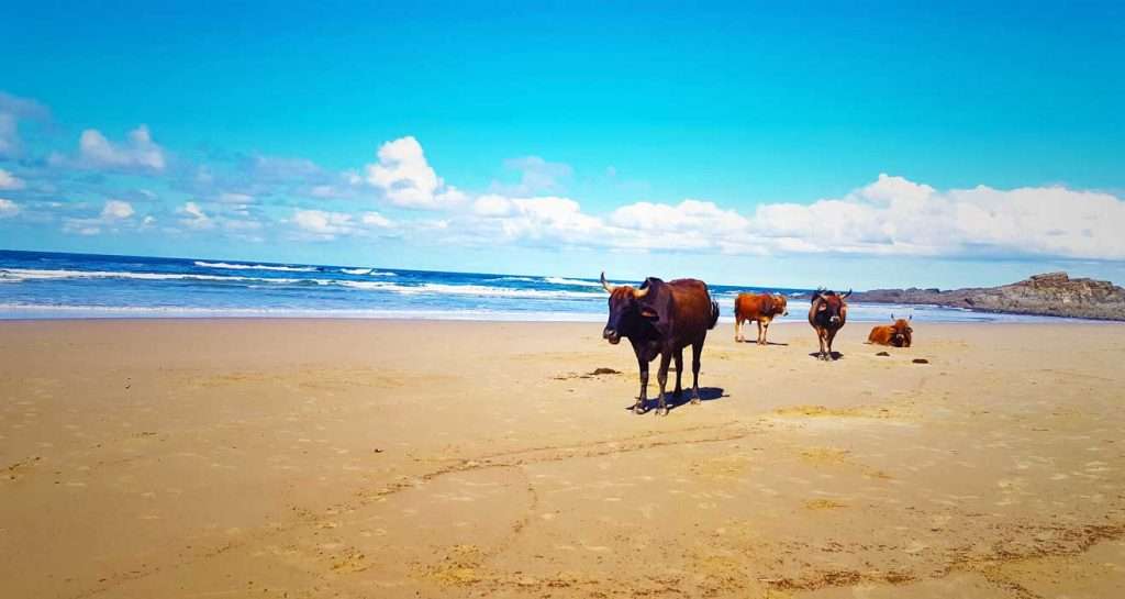 Adventure from cape town to johannesburg with baz bus