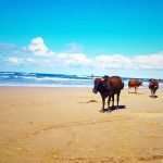 Adventure from cape town to johannesburg with baz bus