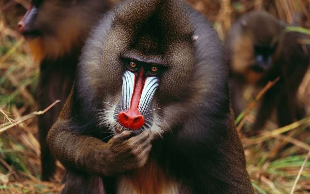 Visa to gabon, how to guide for nigerians and other travelers