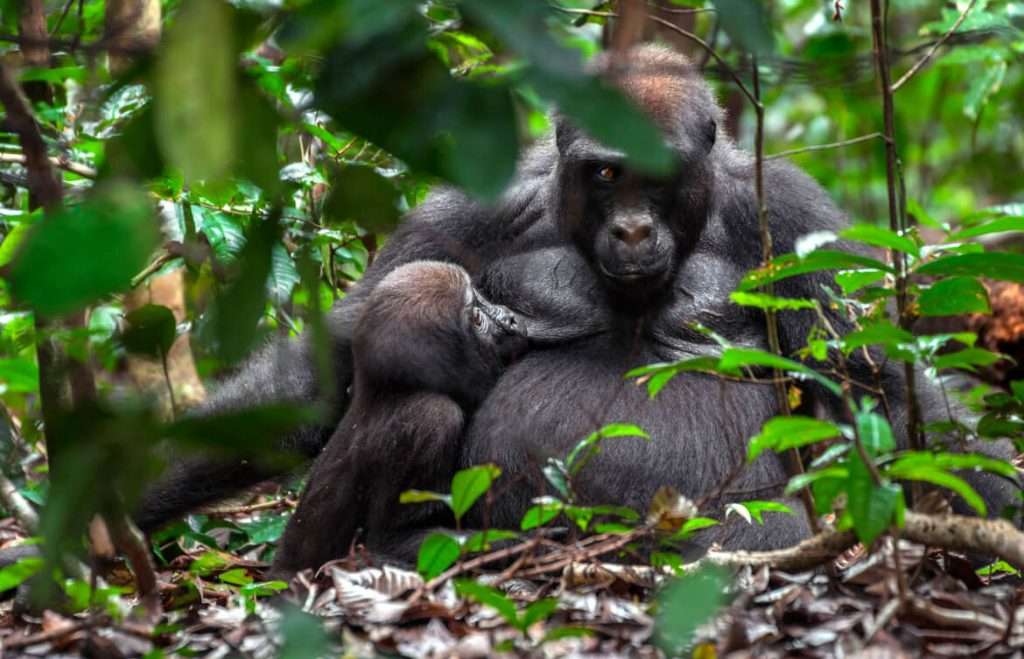 Visa to Gabon, How To Guide for Nigerians and Other Travelers