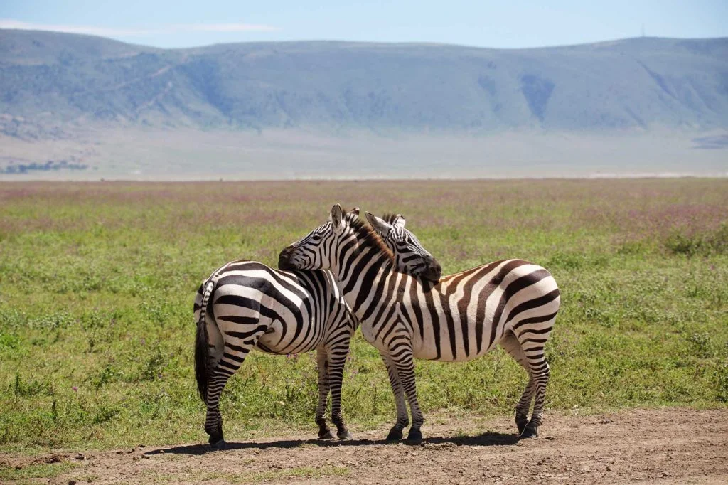 Visa To Tanzania, The Best Guide For Nigerian Passport Holders Visa to tanzania